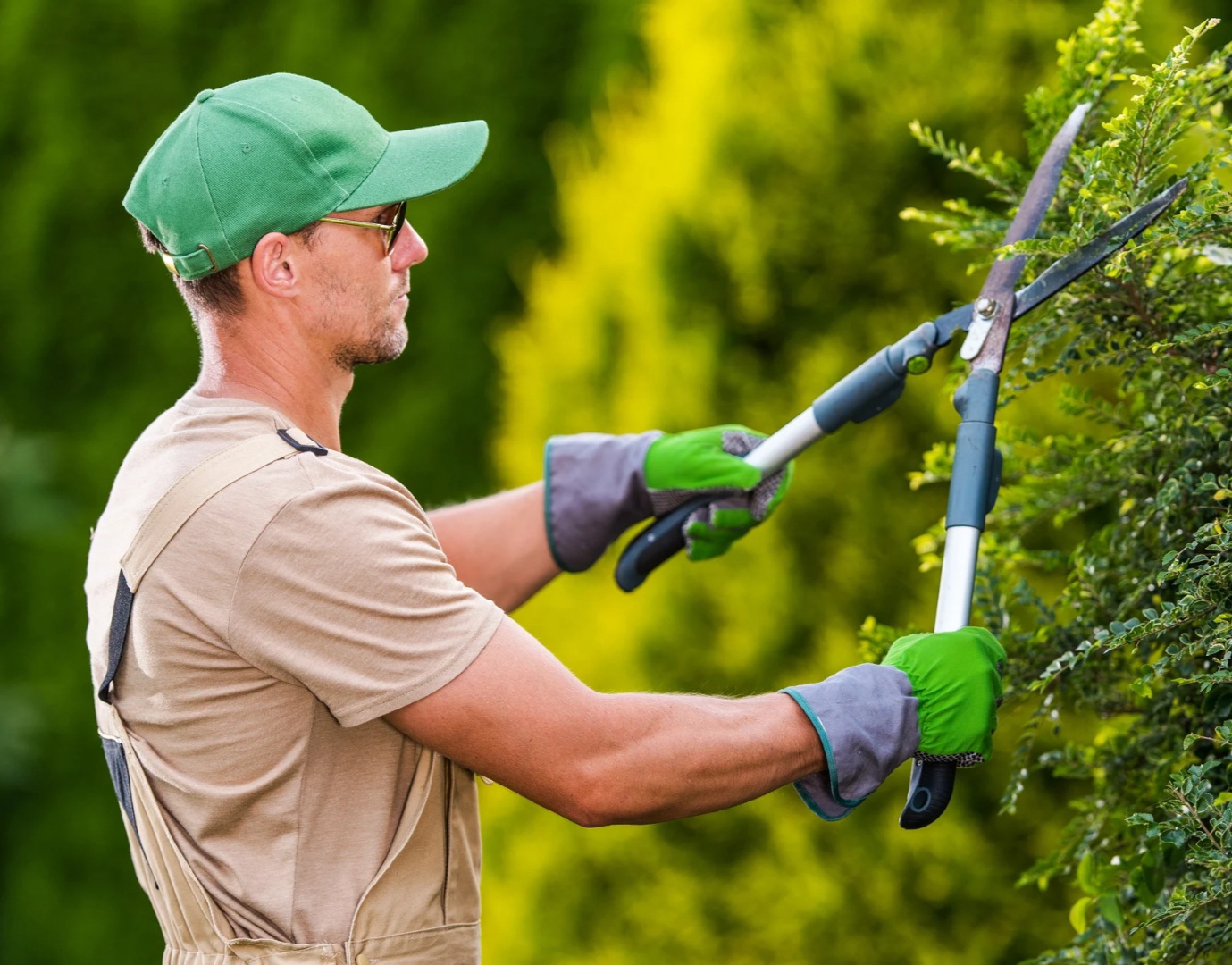 Como Cuidar de Plantas em Sorocaba: 4 Passos Simples jardineiro andre menezes