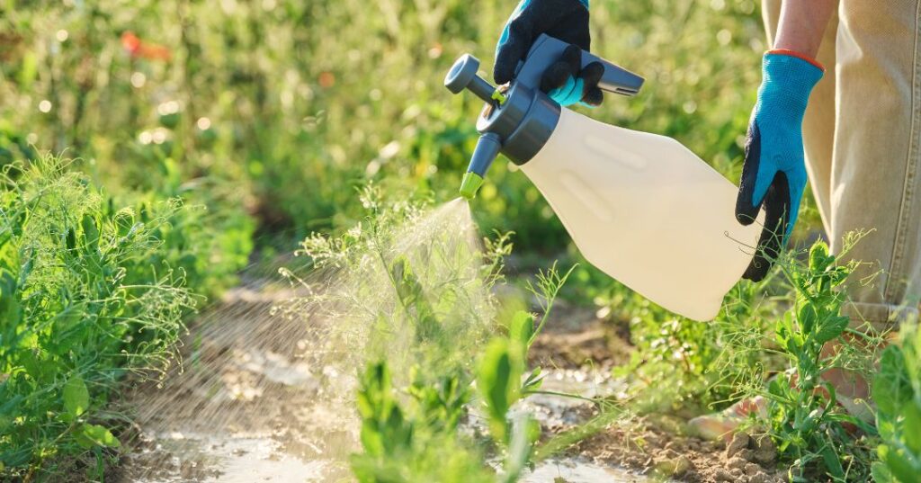 controle de pragas em Sorocaba